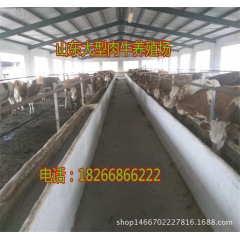 山东牛羊养殖批发 优质肉牛犊 育肥肉牛 成品牛 西门塔尔牛