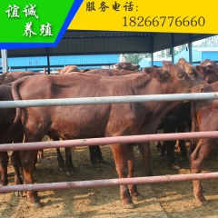 常年现货供应纯种利木赞牛肉牛 利木赞牛肉牛犊价格 小牛犊价格
