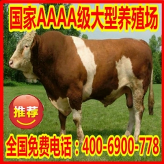 怎样引种肉牛 肉牛犊 西门塔尔肉牛犊 夏洛莱肉牛价格益民养殖...
