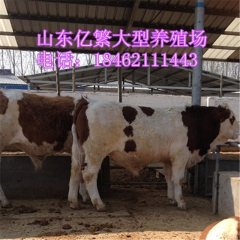 西门塔尔 大型肉牛繁育基地,肉牛育肥场,杂交肉牛犊养殖,黄肉...