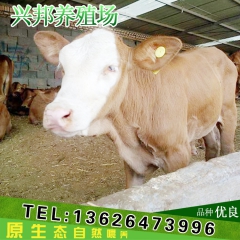 三元杂交小牛犊 改良三元杂交牛 厂家直销 低价销售 肉牛