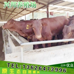 专业养殖基地 兴邦养殖 利木赞牛 肉牛牛犊 改良肉牛 种牛 ...