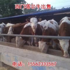 山东绿然养殖场肉牛 鲁西黄牛生态养殖场 散养利木赞牛肉牛