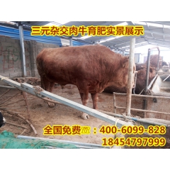 鲁西黄牛幼牛价格 鲁西黄牛肉牛多少钱 出售小鲁西黄牛肉牛