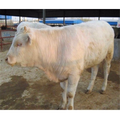 【夏洛莱肉牛】白牛价格，夏洛莱肉牛，肉牛价格，肉牛养殖成本