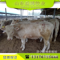 山东养殖基地特价销售改良夏洛莱肉牛 检疫夏洛来肉牛价格区间