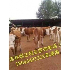 改良牛养殖场
