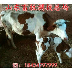 供应肉牛犊价格 肉牛养殖技术 鲁西黄牛肉牛 山东肉牛大型养殖...