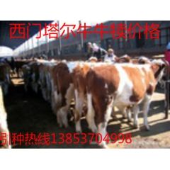 河北改良肉牛养殖场 河北肉牛价格 河北适宜养殖哪种改良肉牛