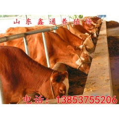 山东大型黄牛养殖场 黄牛价格 种牛肉牛 育肥小牛犊