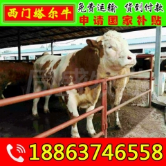 肉牛 西门塔尔牛 肉牛养殖技术利润