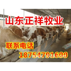 肉牛,肉牛养殖,肉牛价格,肉牛批发,肉牛图片,肉牛多少钱一头