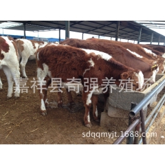 大量供应肉牛 西门塔尔肉牛 西门塔尔肉牛犊 西门塔尔小牛犊