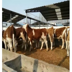 纯种改良西门塔尔肉牛牛犊西门塔尔成品肉牛