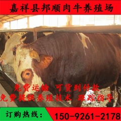 肉牛 肉牛利润 肉牛成本 肉牛饲料配比 肉牛养殖场 西门塔尔...