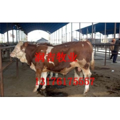 小牛犊多少钱一斤