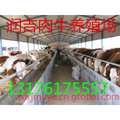 最新黄牛犊多少钱一头多少报价