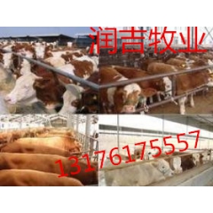 小牛犊多少钱一头
