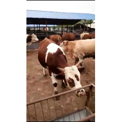 河北承德肉牛养殖场 最近肉牛价格