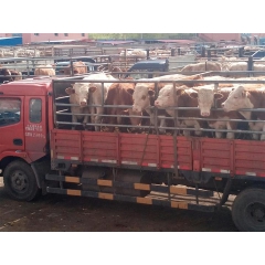 肉牛犊/张北县黄牛市场活牛价格