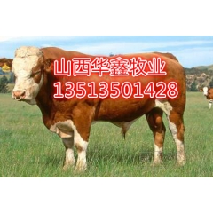 山西什么地方出售肉牛