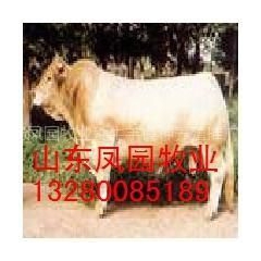 山东大型肉牛育肥基地肉牛市场价格肉牛育肥