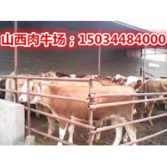 河南肉牛场