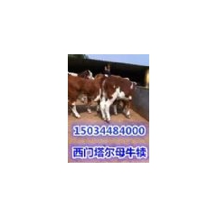 山西小牛犊价格