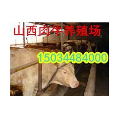 河北肉牛场