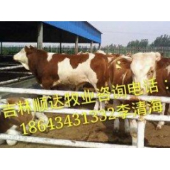 西门塔尔牛哪里价格便宜