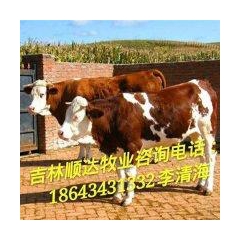 西门塔尔牛养殖