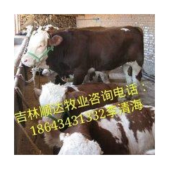 改良牛养殖技术