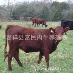 出售肉牛  西门塔尔牛  利木赞牛  夏洛莱牛  免费运输 ...