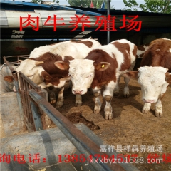低价出售、利木赞、西门搭、肉牛、欢迎选购