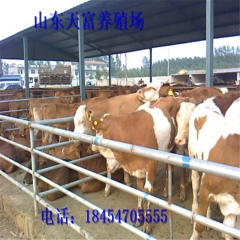 天富牛羊驴养殖场常年出售肉牛 肉牛价格
