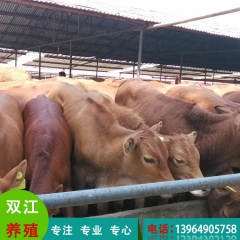 批发供应鲁西黄牛 高产养殖肉牛 先进养殖技术 批发供应