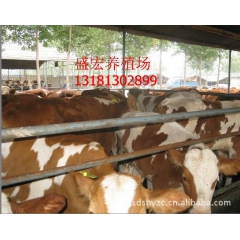 西门塔尔肉牛 黄牛价格 小肉牛价格 育肥肉牛