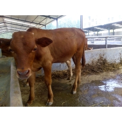 利木赞牛肉牛  鲁西黄牛养殖场 夏洛莱肉牛犊