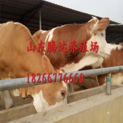 农家养殖场供应各种肉牛 种牛 小牛犊 价格低