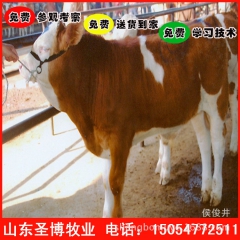 专业牛羊养殖场批发出售万头优质肉牛 西门塔尔牛量多价格便宜
