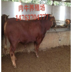 近期利木赞肉牛 小牛犊市场 改良牛犊的价格