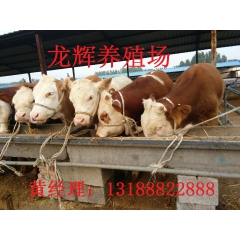 肉牛养殖基地出售鲁西黄牛肉牛犊利木赞肉牛