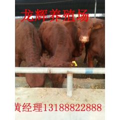利木赞牛养牛场出售利木赞小肉牛 利木赞肉牛犊图片
