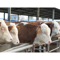 肉牛改良肉牛 利木赞肉牛养殖 短期育肥西门塔尔肉牛利润