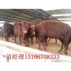 山东最大肉牛养殖场 利木赞肉牛价格 肉牛价格 出售屠宰大肉牛