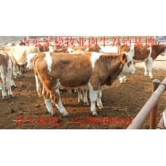 低价出售牛 肉牛 肉牛养殖利润怎样 养牛技术 肉牛犊 架子牛