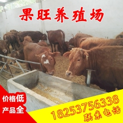 鲁西黄牛 小牛犊 肉牛 养殖基地直供 杂交牛 杂交肥牛价格便...