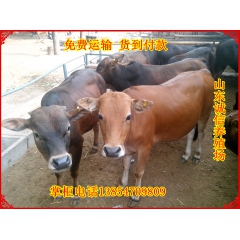 秋季适合养殖哪种肉牛 秋季西门塔尔牛价格 鲁西黄牛纯种夏洛莱...