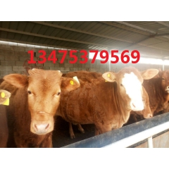 3-5个月肉牛犊报价表 养殖改良肉牛 怀孕母牛价格