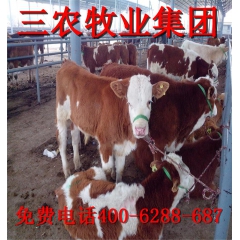 育肥肉牛优质三元杂交肉牛犊利木赞放养肉牛